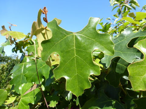 Image of <i>Rhoicissus capensis</i>