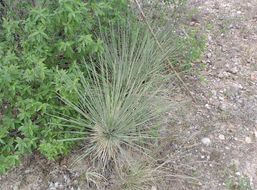 Image of Buckley's yucca