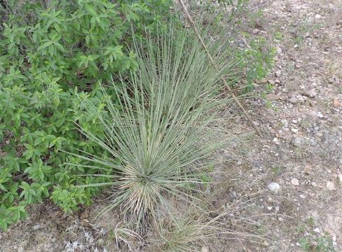 Слика од Yucca constricta Buckley