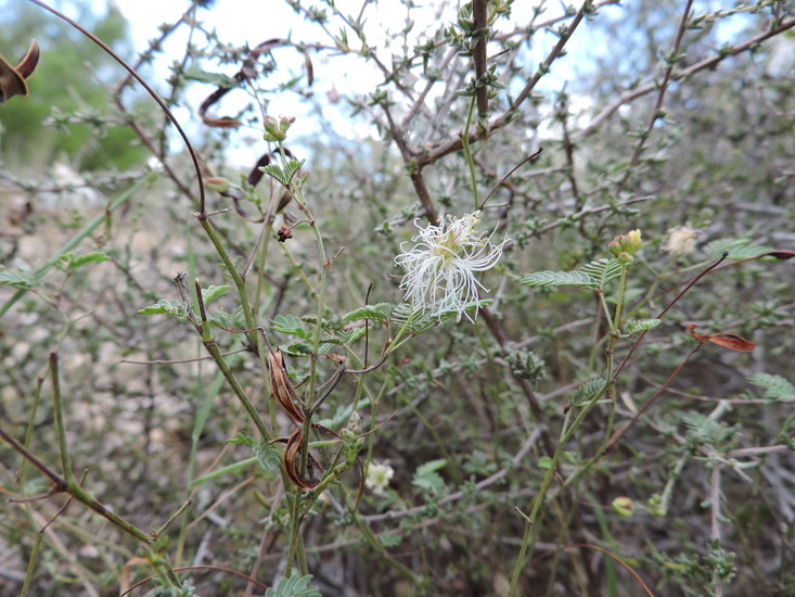 Imagem de Calliandra conferta Benth.