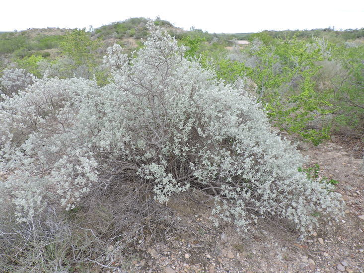 Image of Texas barometer bush