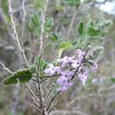 Image of Rio Grande beebrush