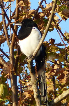 Image of Common Magpie