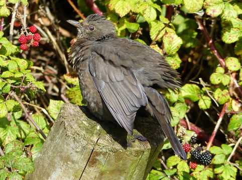 Image of Blackbird