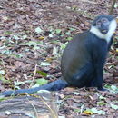 Image de <i>Cercopithecus lhoesti</i>