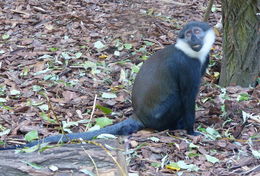 Image of L-Hoest's Monkey