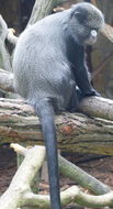 Image of Greater Spot-nosed Guenon