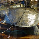 Image of Nubian Soft-shelled Turtle