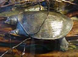 Image of Nubian Soft-shelled Turtle
