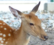 Image of Cervus nippon hortulorum Swinhoe 1864