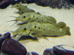 Image of Armoured Catfish