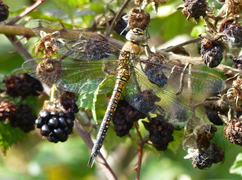 Image of Migrant Hawker