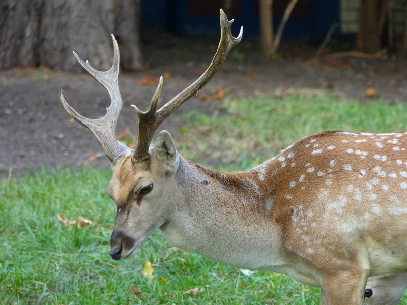 Image of Mesopotamian Fallow Deer