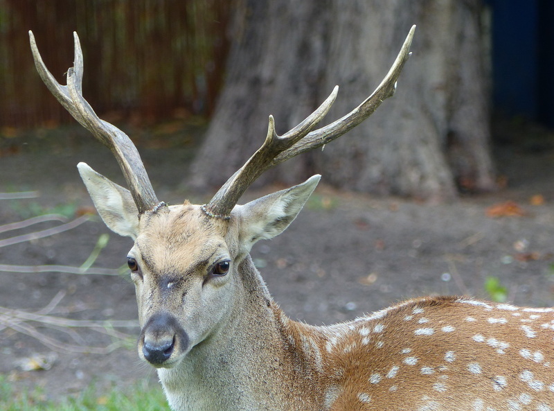 Image of Mesopotamian Fallow Deer