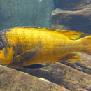 Image de Petrochromis