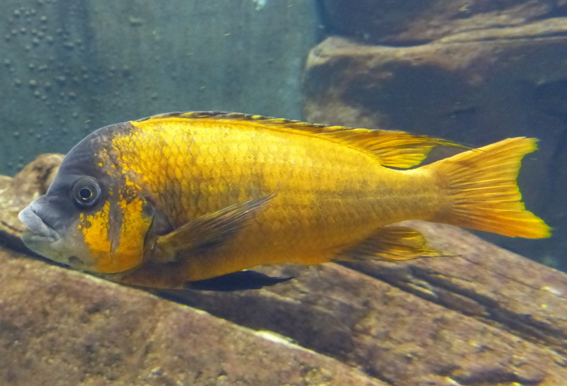 Слика од Petrochromis