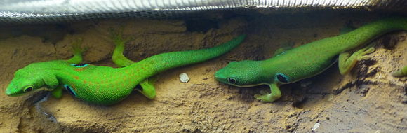 Image of Peacock Day Gecko