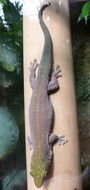 Image of Standing's Day Gecko