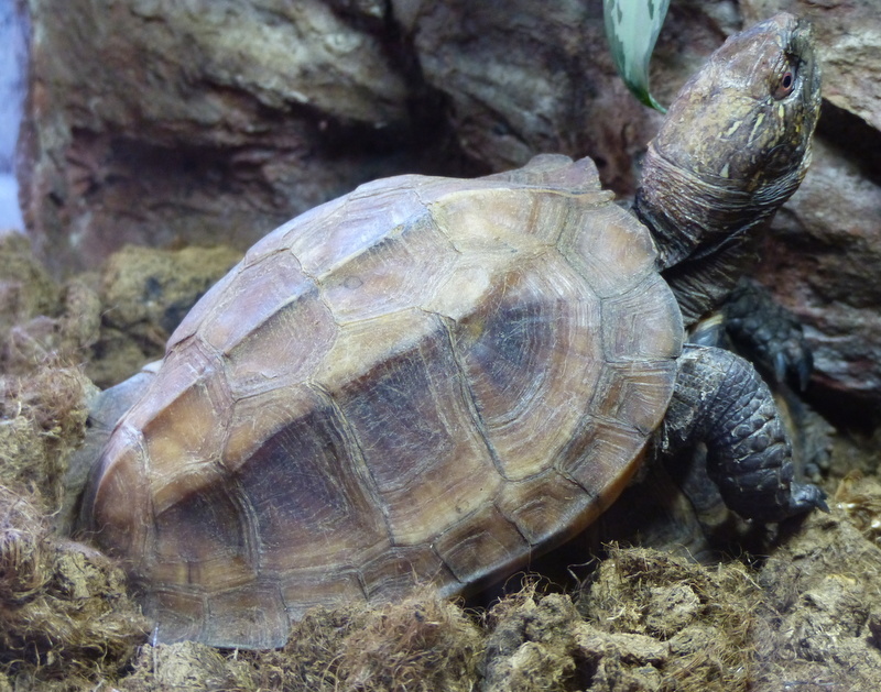 Image of Keeled box turtle