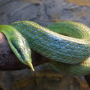 Image of <i>Gonyosoma boulengeri</i>