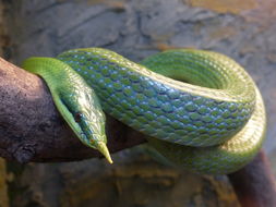 Image of <i>Gonyosoma boulengeri</i>