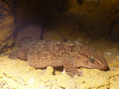 Image of Tenerife Gecko