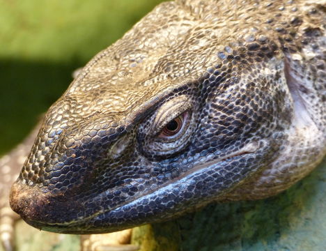 Image of White-throated monitor