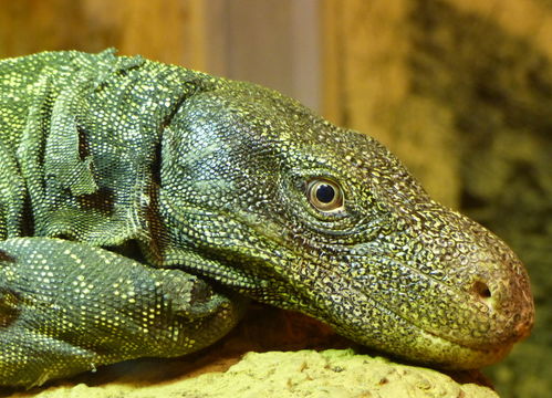 Image of Crocodile Monitor