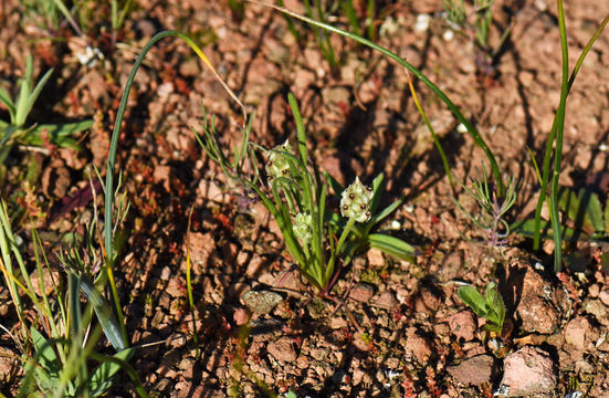 Image of dotseed plantain