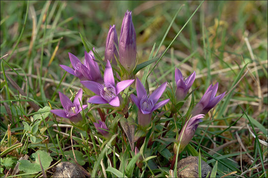 Image de Gentianella pilosa (Wettst.) J. Holub