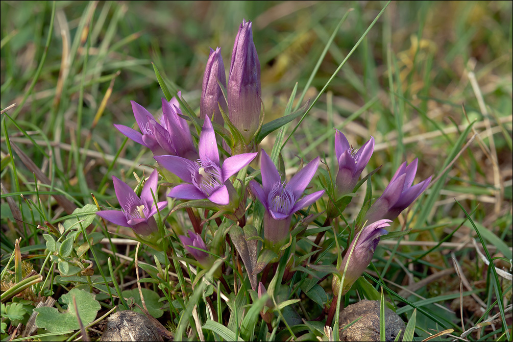 Image of Gentianella pilosa (Wettst.) J. Holub