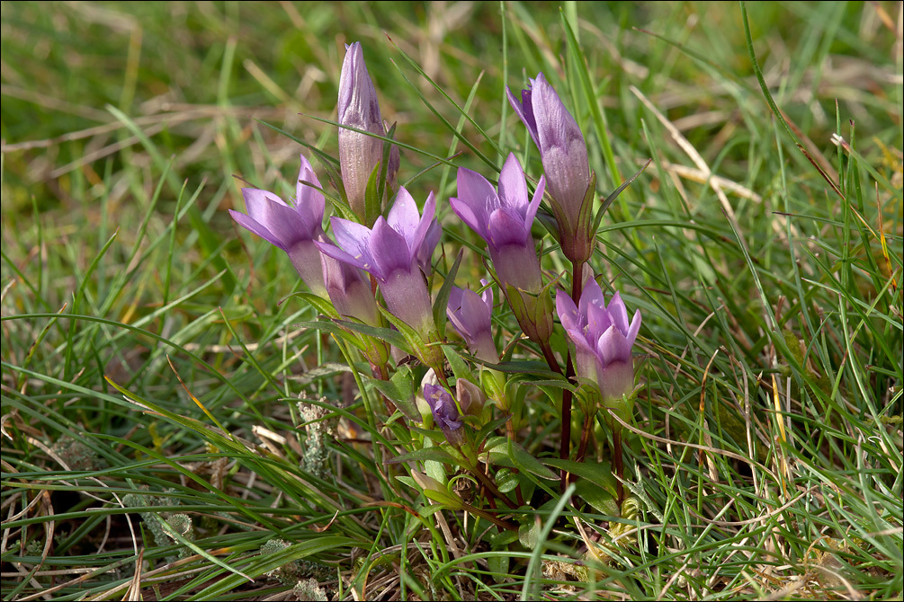 Image of Gentianella pilosa (Wettst.) J. Holub