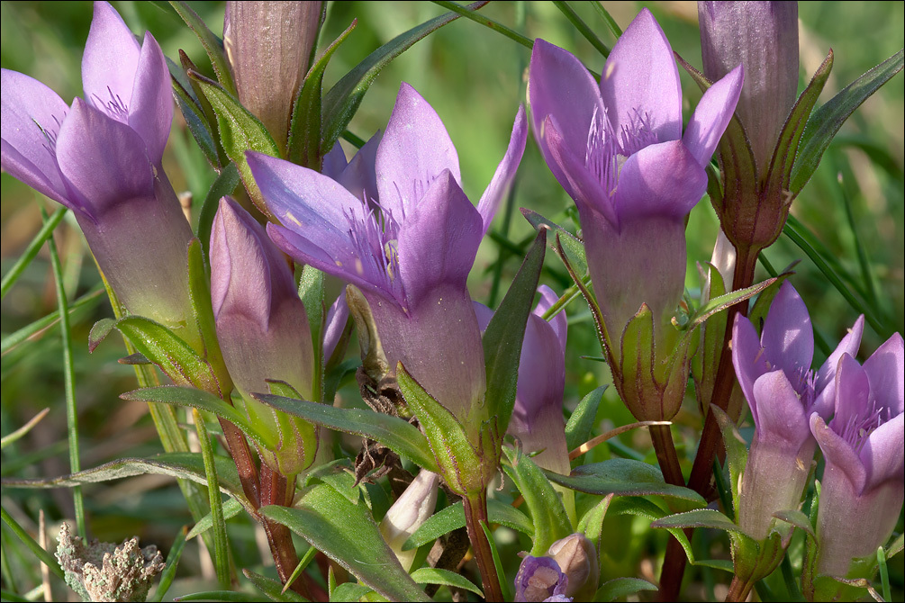 Image of Gentianella pilosa (Wettst.) J. Holub