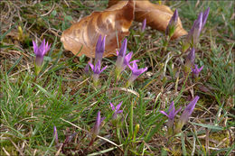 Image of Gentianella pilosa (Wettst.) J. Holub