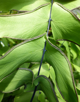 Image of Large-Leaf Maidenhair