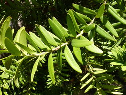 Image of kauri