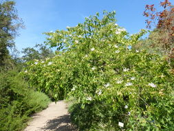 Plancia ëd Bauhinia forficata Link