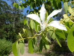 Plancia ëd Bauhinia forficata Link