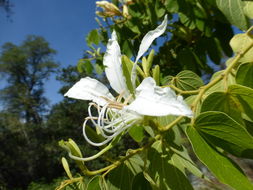 Plancia ëd Bauhinia forficata Link