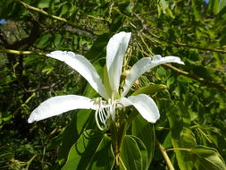 Plancia ëd Bauhinia forficata Link