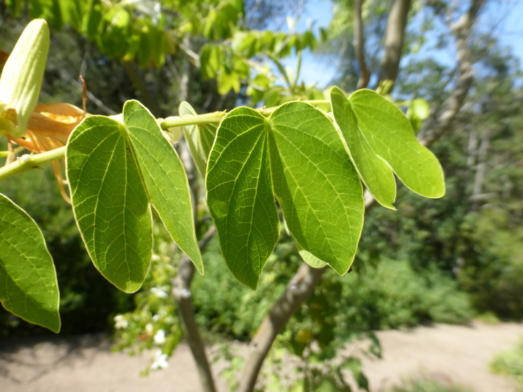 Plancia ëd Bauhinia forficata Link