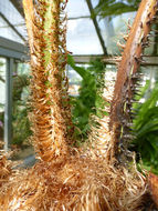 Image of Cyathea poeppigii (Hook.) Domin