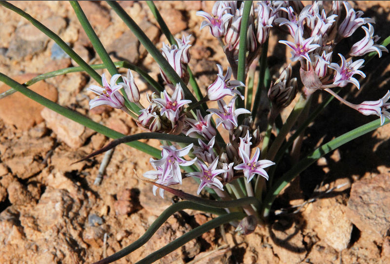 Image of largeflower onion