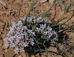 Image of largeflower onion