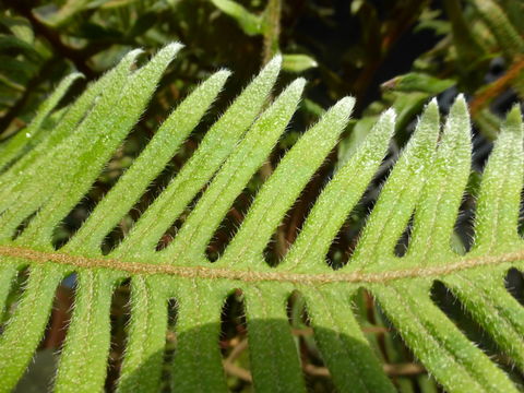 Image of <i>Pleopeltis pyrrholepis</i>