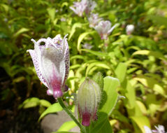 Image de Tricyrtis affinis Makino