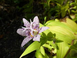 Image de Tricyrtis affinis Makino