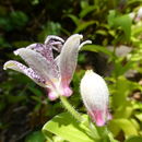 Image of Tricyrtis affinis Makino