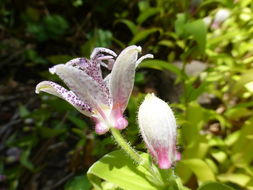 Image de Tricyrtis affinis Makino