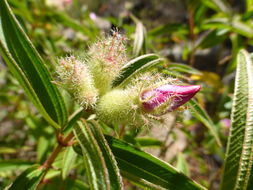 Image of Osbeckia stellata Buch.-Ham. ex D. Don